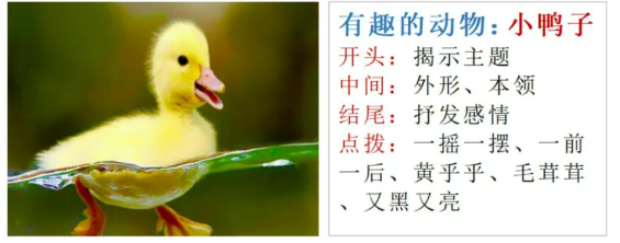小鸭子(图1)